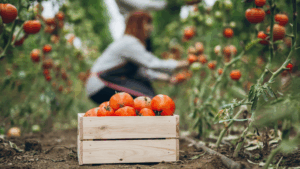 Elderly woman picking tomatoes during the harvest.